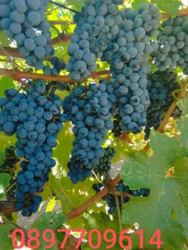 Продавам грозде за вино