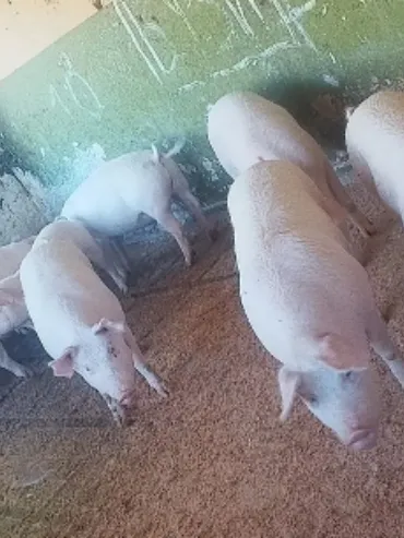Продавам угоени прасета
